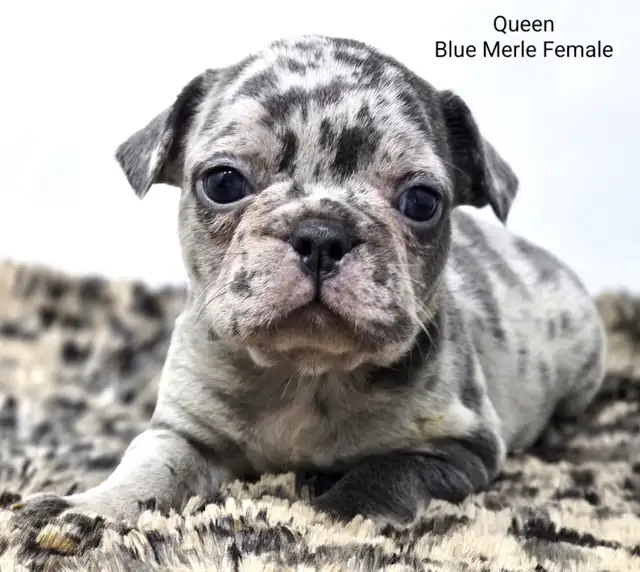 FRENCHTON puppies in Dogs & Puppies for Rehoming in Vancouver - Image 5