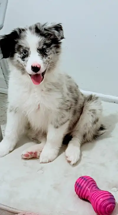 Superbe femelle Berger Australien de couleur Bleu Merle 3x vacciné base, rage et toux de chenil 3x v...