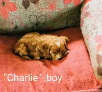 King Charles Cavalier x Min. Poodle