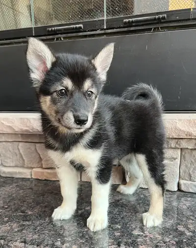 magnifique portée de Pomsky , View more