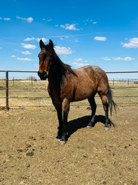 8 year old AQHA registered bay roan mare