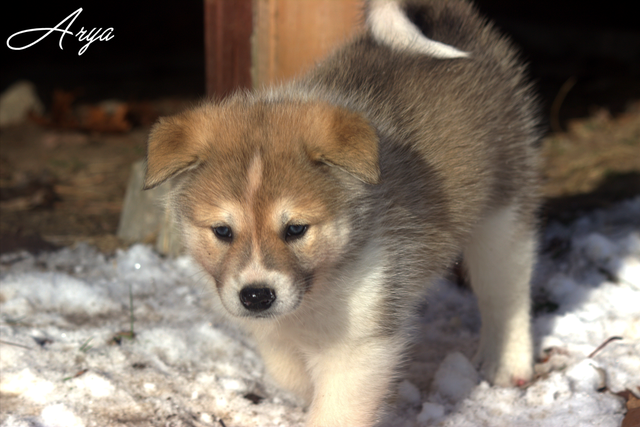 Chiots Samkita Inu puppies in Dogs & Puppies for Rehoming in Drummondville - Image 3