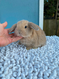 Holland Lop Males