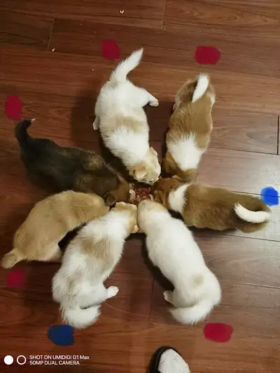 Papi-Inu puppy’s for sale, View more