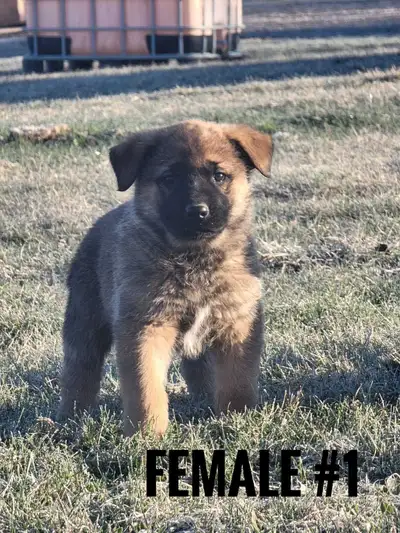 german shepherd puppies, View more