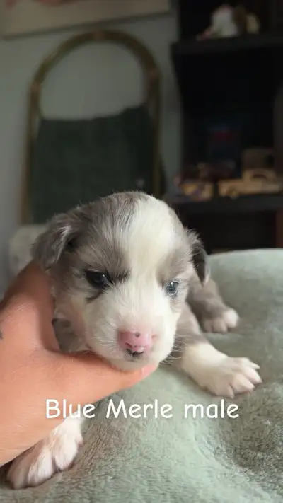 MINI AUSSIES❤️, View more