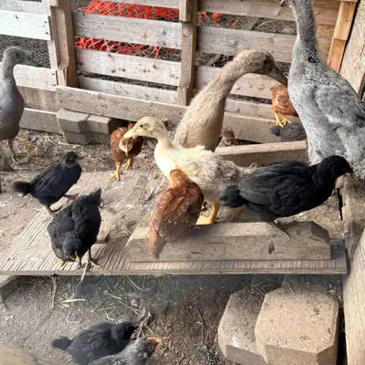 Rhode Island Red Chicks, View more