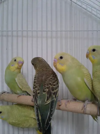 BABY BUDGIES & CAGES FOR SALE, View more