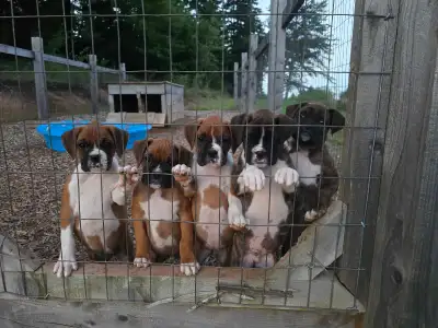 Boxer Puppies, CKC registered, View more