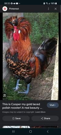 Pure polish roosters