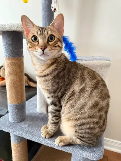 Chat bengal croisé mâle 9 mois Tous les vaccins sont à jour Castré à l’âge de 6 mois les accessoires...