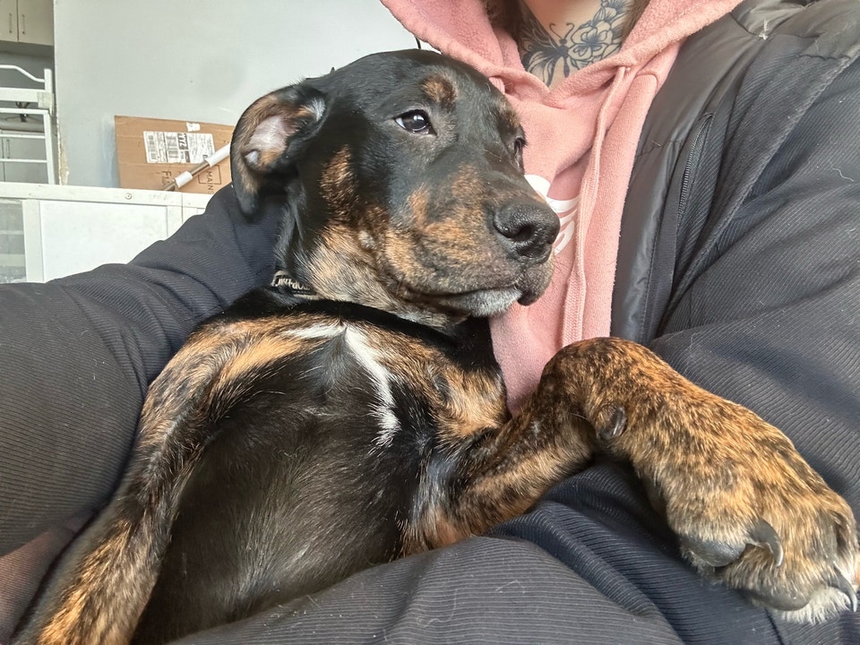 Bully mix pups 3 months old fully vetted | Dogs & Puppies for Rehoming ...