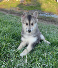 Gorgeous pomsky puppies 2 left only