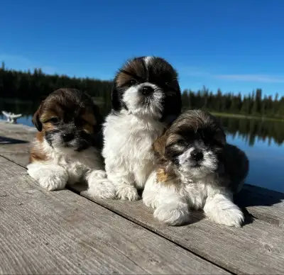 Groomer-Raised Bichon Shih Tzu Puppies Ready For Homes, View more
