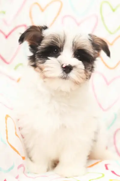 Biewer Yorkie Boy Available for Adoption, View more