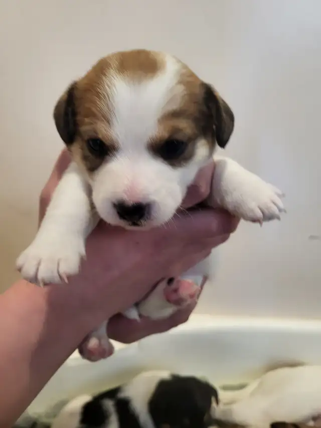 Cute Jack Russell Pups for Sale! in Dogs & Puppies for Rehoming in Pembroke - Image 3