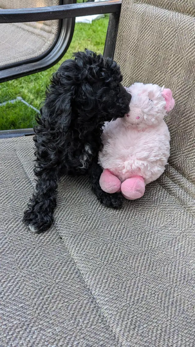 Last one: playful very tiny black toy poodle pup, male in Dogs & Puppies for Rehoming in Ottawa - Image 4