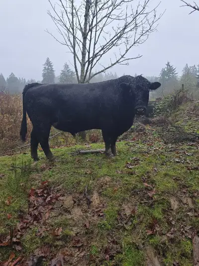 6 year old black angus bull. Can be delivered anywhere on the island. Posting for my dad who doesnt...