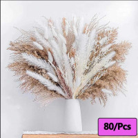 80 pieces pampas grass 