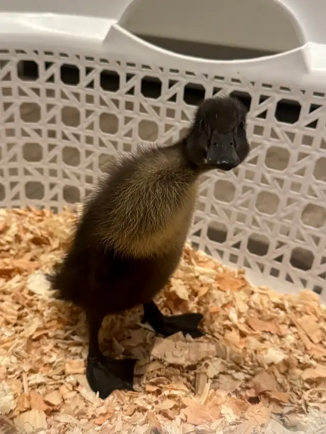 Runner Duck Needing TLC