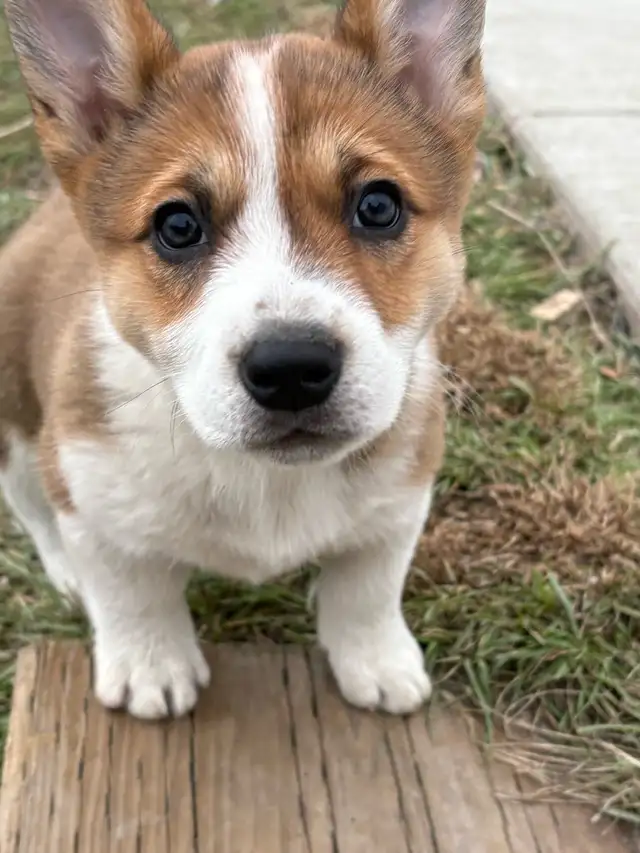 cowboy corgis in Dogs & Puppies for Rehoming in Vernon - Image 7