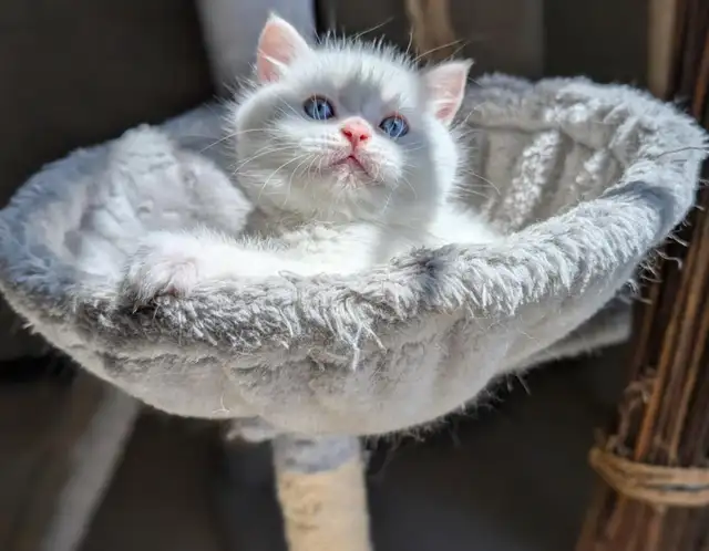 Gorgeous British Shorthair kitten / Ready May 9 in Cats & Kittens for Rehoming in Moncton - Image 9
