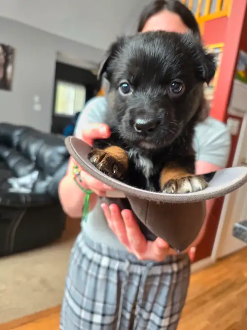 6 Male 3 Female. Will be ready to be homed after April 25th. Vet checked, Deworming and first set of...