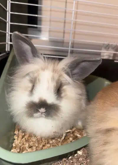 Lapins a adopter, View more