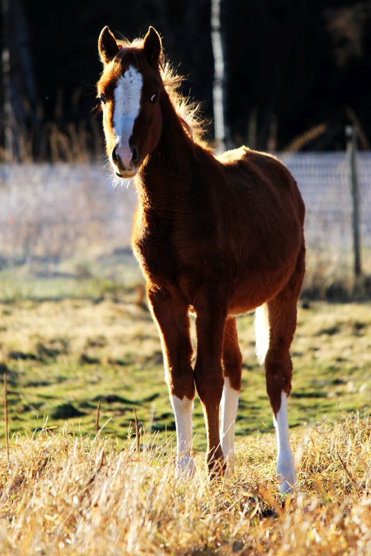 Beautiful 2023 Chestnut Arabian Colt. Patron / Khemo bred. in Horses & Ponies for Rehoming in Edmonton - Image 3