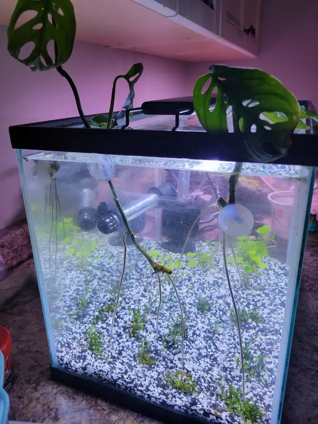 Monstera adansonii (swiss cheese plant) cutting for aquarium use | Fish for  Rehoming | Calgary | Free local classifieds - Kijiji