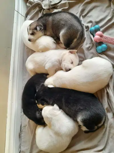 husky Shepards, View more
