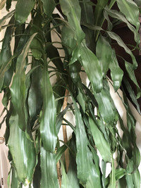 12 feet tall indoor plant
