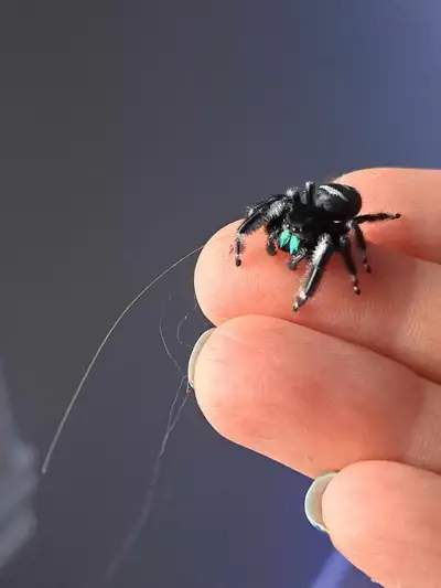 araignée sauteuse phidippus regius, View more