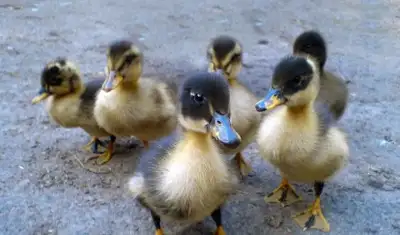 Looking for day old ducklings or fertilized duck eggs. I know it is a long shot this time of the yea...