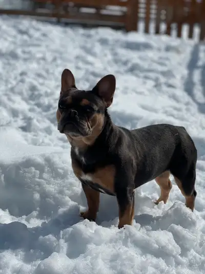 !!!RESERVED !!!!! Looking for a 5 star home for my 2 year old French Bulldog (born on January 20, 20...
