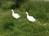 SEBASTOPOL GEESE PUREBRED WHITE ORGANICALLY RAISED