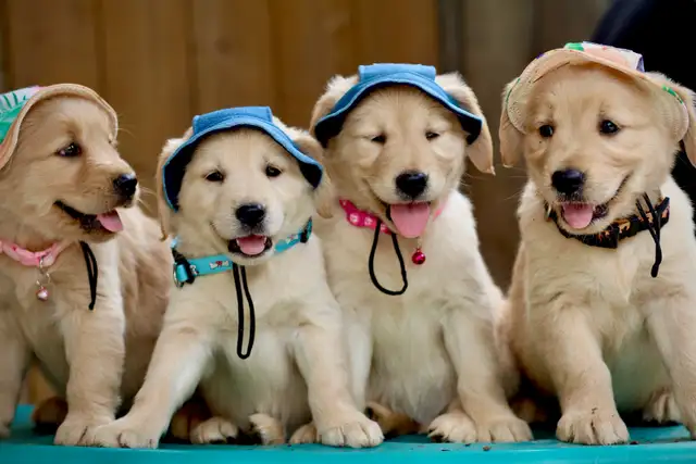 Golden retriever puppies in Dogs & Puppies for Rehoming in Mississauga / Peel Region - Image 7