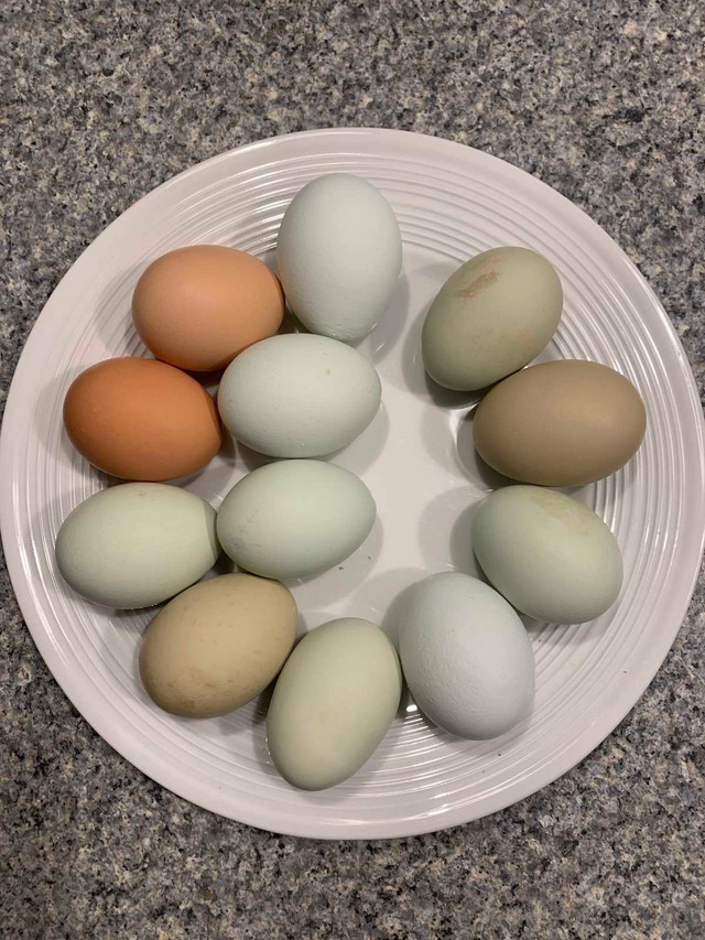 Rooster and fertilized eggs for sale in Other in Oakville / Halton Region - Image 2