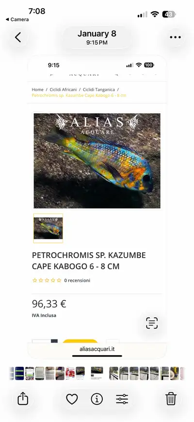 Petrochromis sp. Kazumbe cape Kabogo , View more