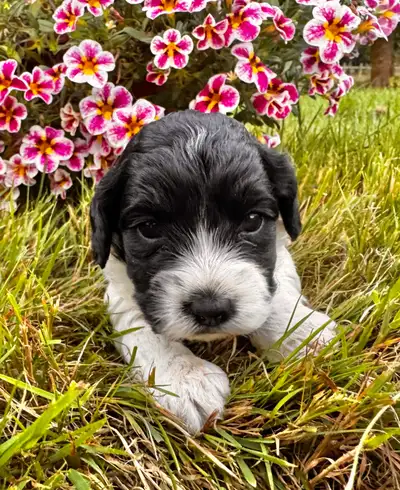 Sweet Cockapoo Puppy’s, View more