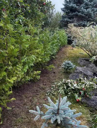 6ft EASTERN WHITE CEDAR TREES $26 (INSTALLED!) 6ft Eastern white cedar trees for sale. $26-per tree...