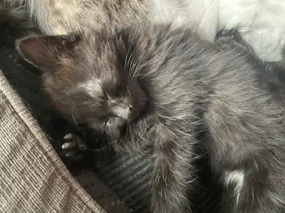 Kittens ready for rehoming ( the mother it a pretty all white long haired cat) they are 9 weeks old