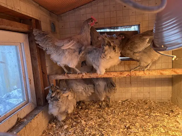 Lavender Orpington Rooster - 3 months old in Livestock in Hamilton - Image 4