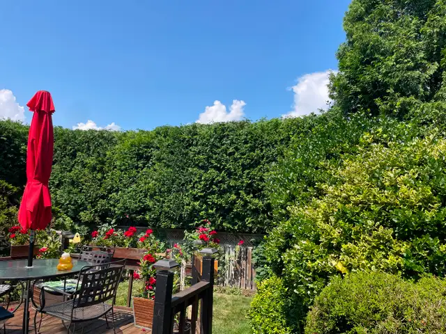 Cedar Hedge Trimming in Lawn, Tree Maintenance & Eavestrough in Oakville / Halton Region - Image 5