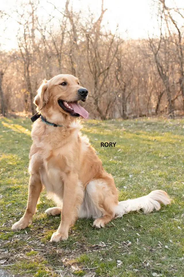 CKC Registered Golden Retriever Puppies in Dogs & Puppies for Rehoming in Cambridge - Image 4