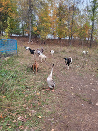 Chinese geese and saddle backs