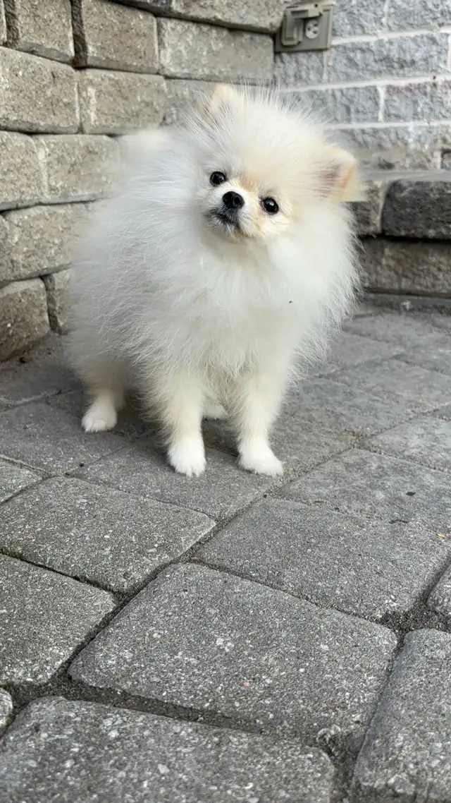Top G Teacup  Pomeranian Puppy  (imported from South Korea) in Dogs & Puppies for Rehoming in Longueuil / South Shore - Image 10