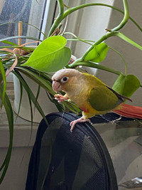 Conure and big bird cage for sale