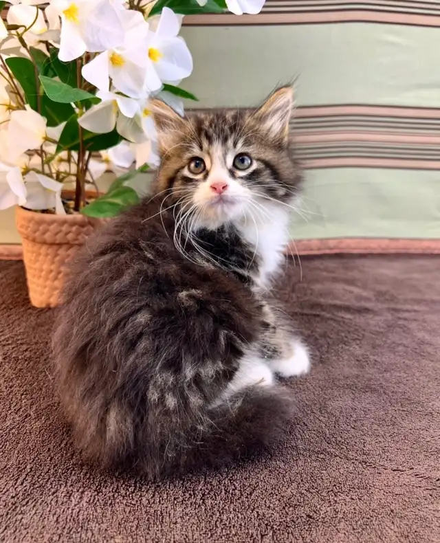 Vetted Maine Coon Girl in Cats & Kittens for Rehoming in Oakville / Halton Region - Image 2
