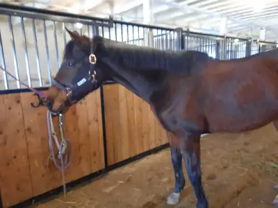 Horse for rehoming, View more